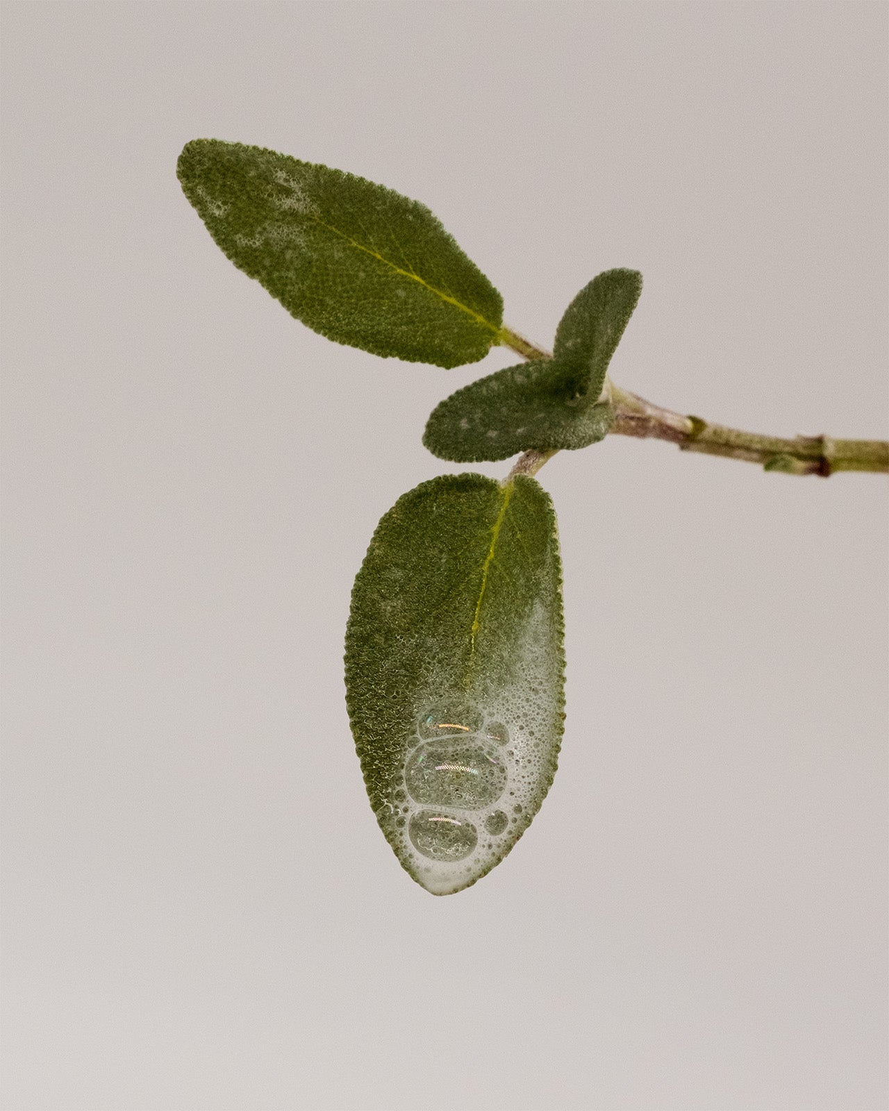 Kapitel I: Milder Reiniger